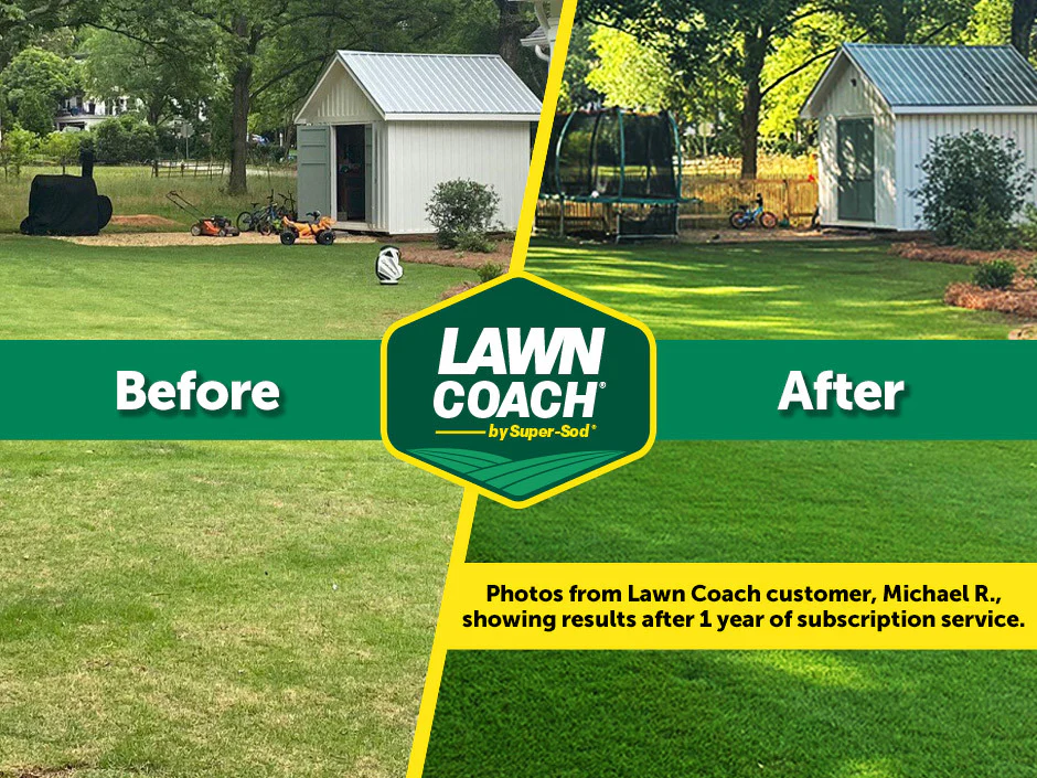 Champ Lawn Coach for Bermuda, Centipede, Zoysia, Tall Fescue - Image 4